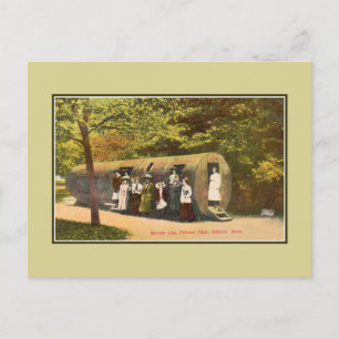 Vintage Fichtenstamm Palmer Park Detroit Postkarte