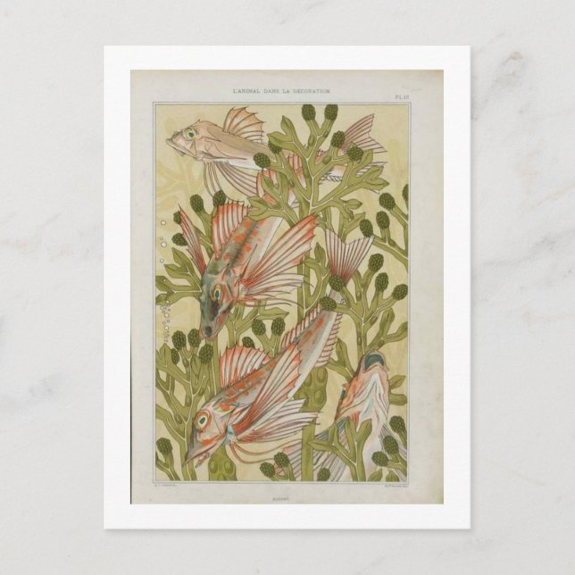 Vintage Fischdarstellung Postkarte (Vorderseite)