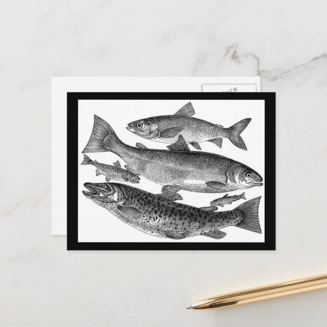 Vintage Fischdrucke Postkarte (Vorderseite/Rückseite Beispiel)