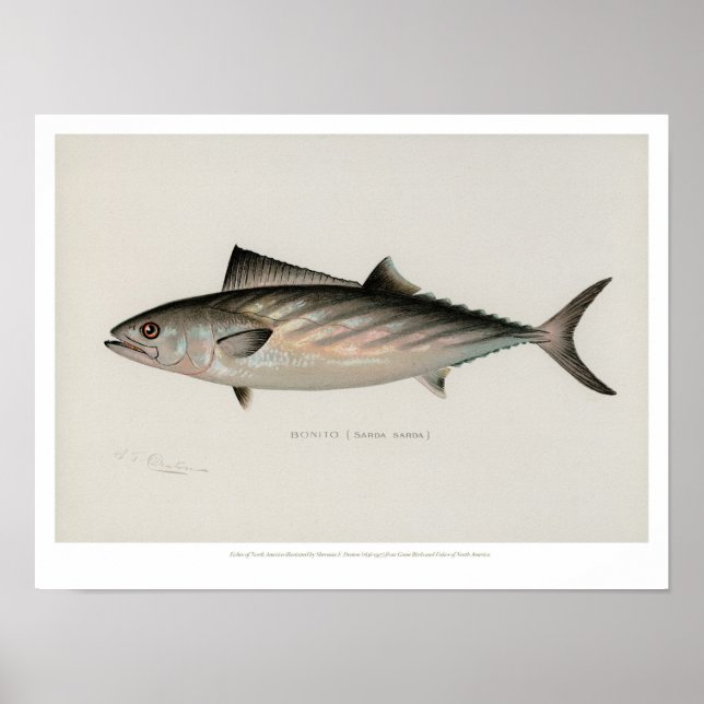 Vintage Fische - Bonito Poster (Vorne)
