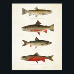 Vintage Fische - Forellen Poster<br><div class="desc">Von Sherman F. Denton (1856-1937) illustrierte Trolle aus Wildvögeln und Fischen Nordamerikas.</div>