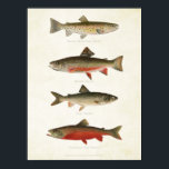 Vintage Fische - Forellen Poster<br><div class="desc">Von Sherman F. Denton (1856-1937) illustrierte Trolle aus Wildvögeln und Fischen Nordamerikas.</div>