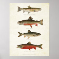 Vintage Fische - Forellen