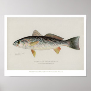 Vintage Fische - Meerforelle Poster