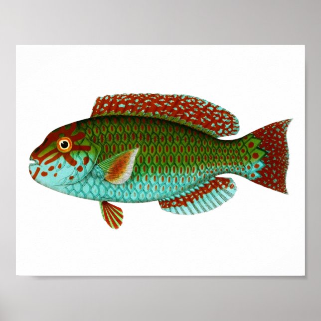 Vintage Fische Poster (Vorne)