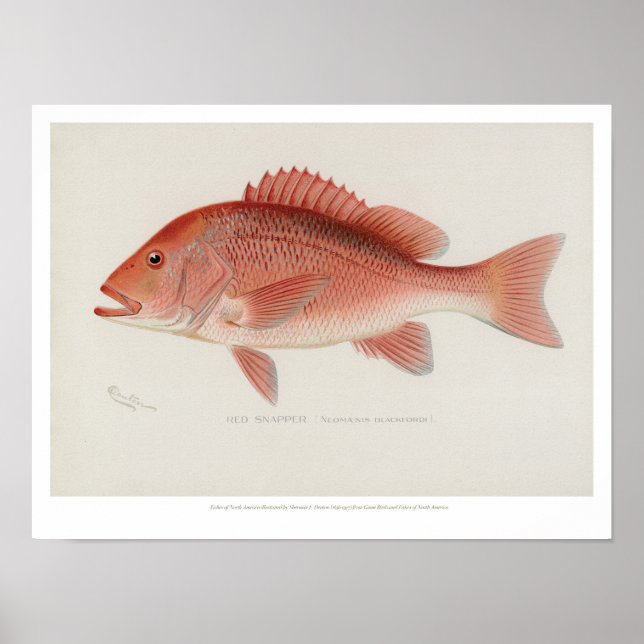 Vintage Fische - Red Snapper Poster (Vorne)
