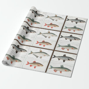 Vintage-Fischillustrationen Geschenkpapier