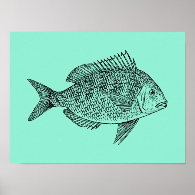 Vintage Fish science illustration Poster (Vorne)