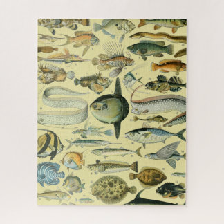 Vintage Fish Scientific Fishing Art