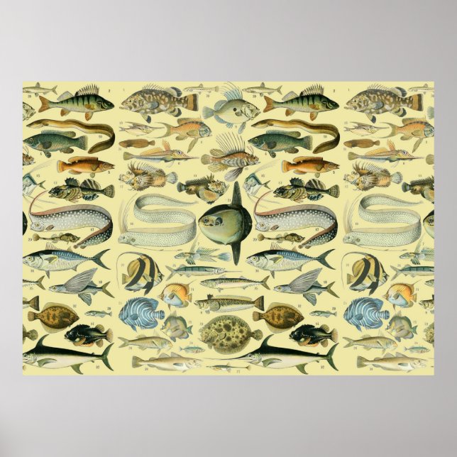Vintage Fish Scientific Fishing Art Poster (Vorne)