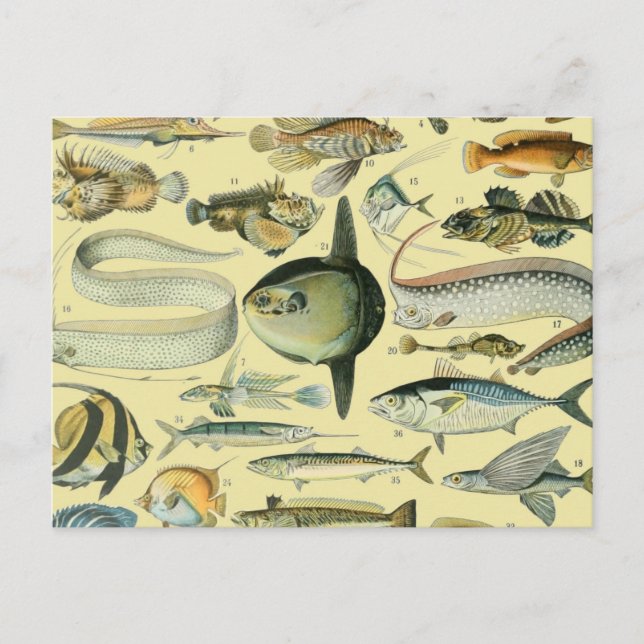 Vintage Fish Scientific Fishing Art Postkarte (Vorderseite)