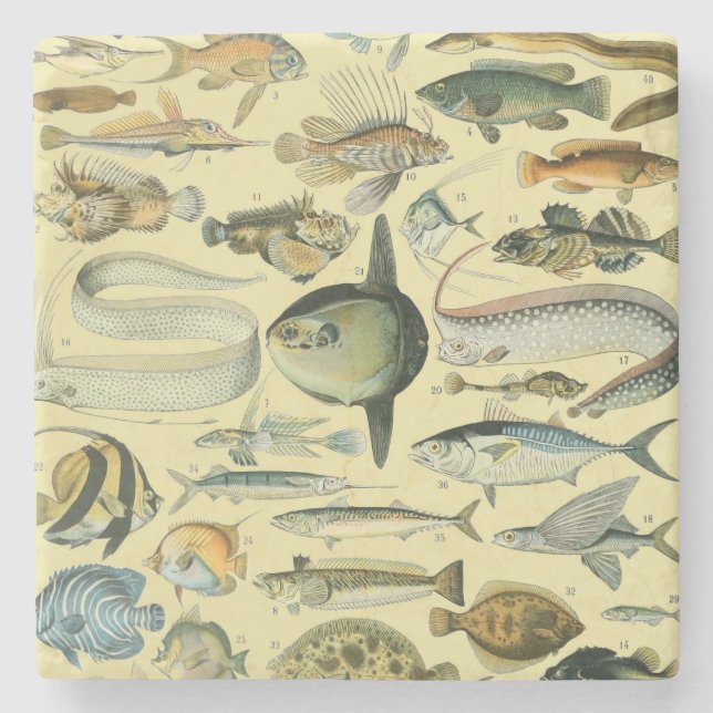 Vintage Fish Scientific Fishing Art Steinuntersetzer (Vorderseite)