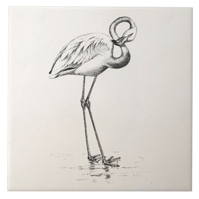 Vintage Flamingo Bird Antique Bird-Vorlage Fliese (Vorderseite)