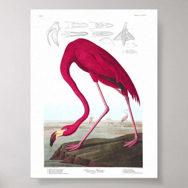 Vintage Flamingo Illustration Animals Nature Poster (Vorne)