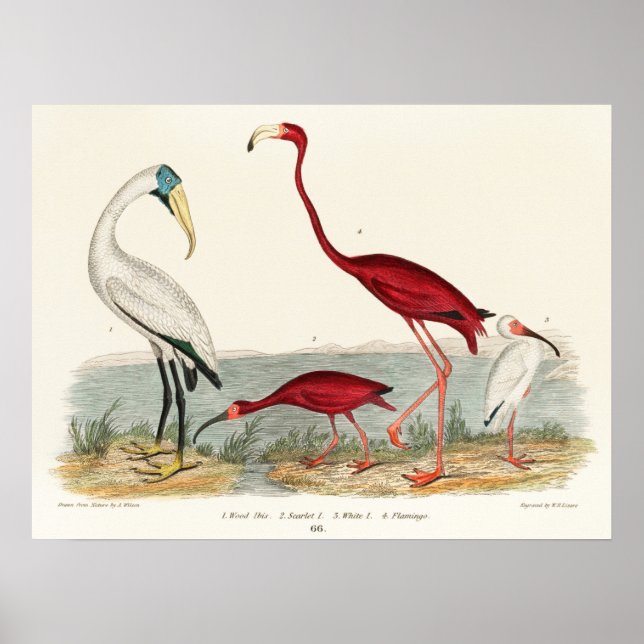 Vintage Flamingo-Illustration Poster (Vorne)