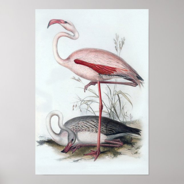 Vintage Flamingo-Illustration Poster (Vorne)