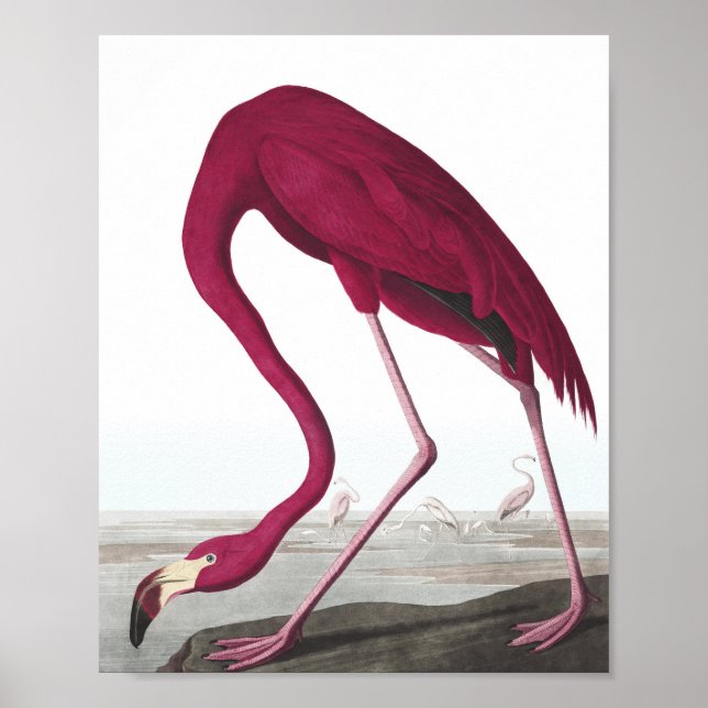 Vintage-Flamingo-Plakat Poster (Vorne)
