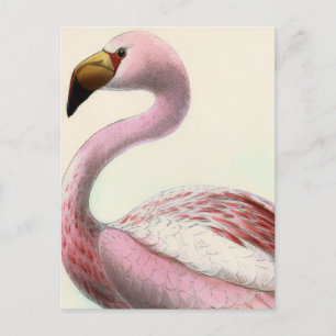 Vintage Flamingo Postkarte