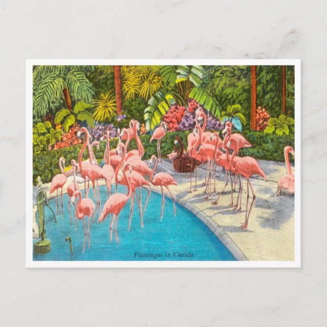 Vintage Flamingos in Florida Postkarte (Vorderseite)
