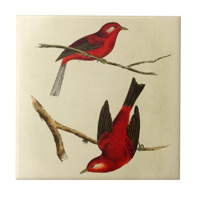 Vintage Fliegenschnäpper-Vogel Fliese (Vorderseite)