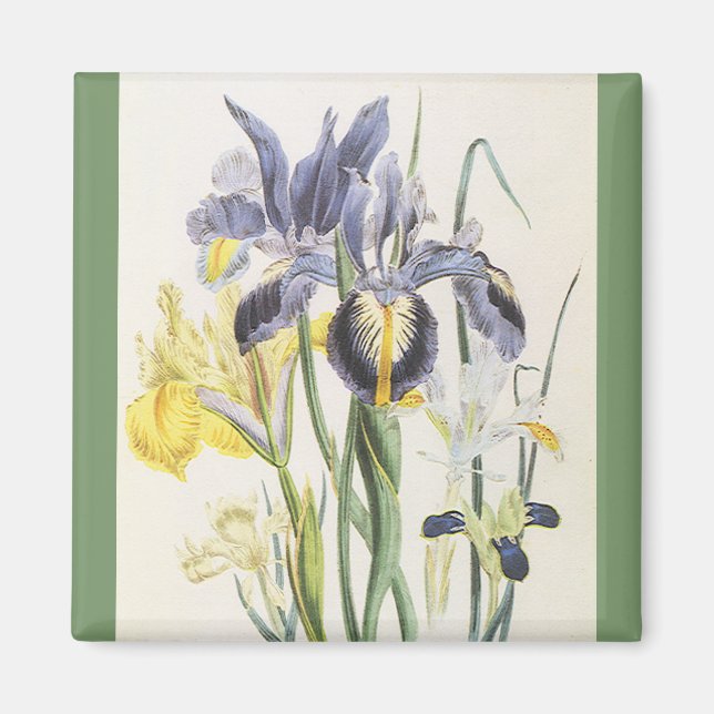 Vintage Floral Botanik, Garden Iris Blume Magnet (Vorne)