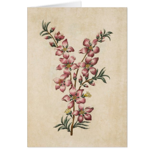 Vintage florale d'amandes florales (Devant)