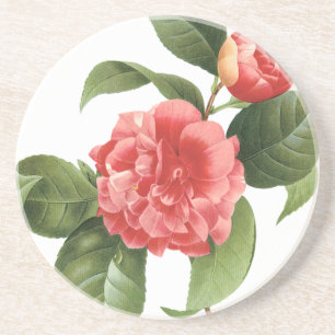 Vintage florale, rosa Kamelien Blume von Redoute Sandstein Untersetzer