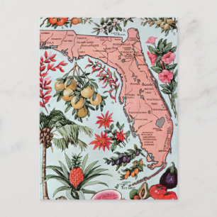 Vintage Florida Everglade Statefrüchte und -blumen Postkarte