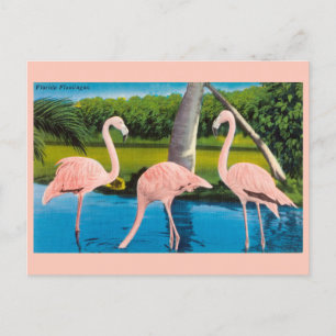 Vintage-Florida-Flamingos-Reisepostkarte Postkarte