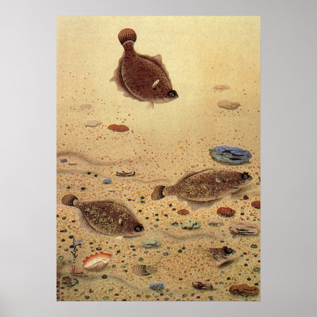 Vintage Floundern, Meeresfauna und -flatter Poster (Vorne)
