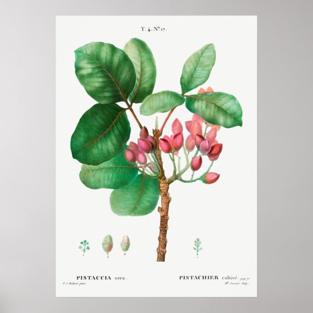 Vintage Flower Illustration Poster (Vorne)