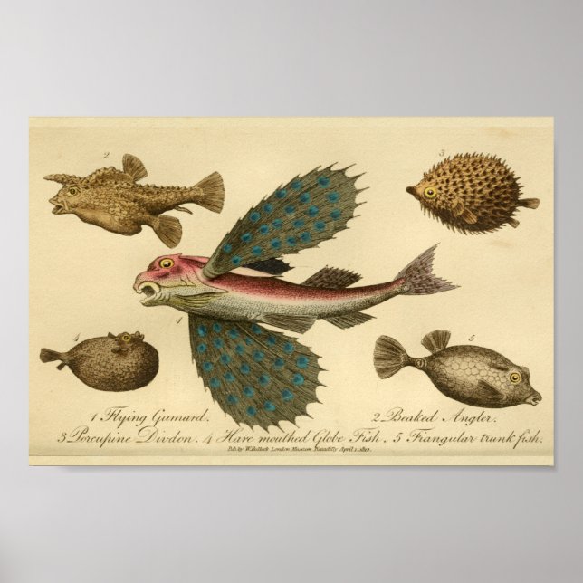 Vintage Flying Fish Natural History Print Poster (Vorne)
