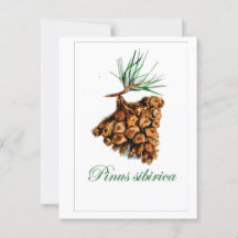 Vintage Forstkarte - Pinus Sibirica