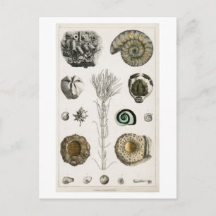 VINTAGE-FOSSILIEN-KARTE POSTKARTE
