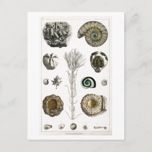 VINTAGE-FOSSILIEN-TIERÜBERSICHT POSTKARTE
