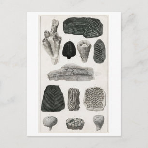 VINTAGE-FOSSILIEN-TIERÜBERSICHT POSTKARTE