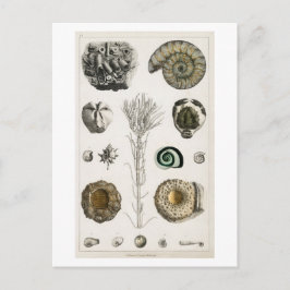 VINTAGE FOSSILS CHART POSTCARD POSTKARTE