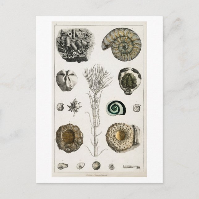 VINTAGE FOSSILS CHART POSTCARD POSTKARTE (Vorderseite)