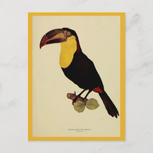 Vintage-Foto eines Gelbschnabeltoukans Postkarte