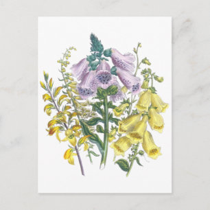 Vintage Foxglove Illustration Postkarte