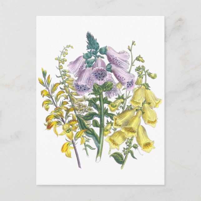 Vintage Foxglove Illustration Postkarte (Vorderseite)