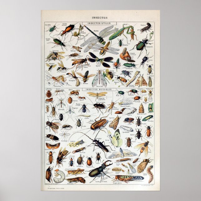 Vintage französische Adolphe Millot-Insekten Poster (Vorne)
