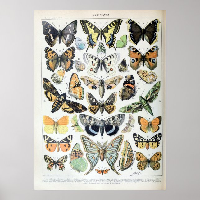 Vintage französische Adolphe Millot-Schmetterlinge Poster (Vorne)