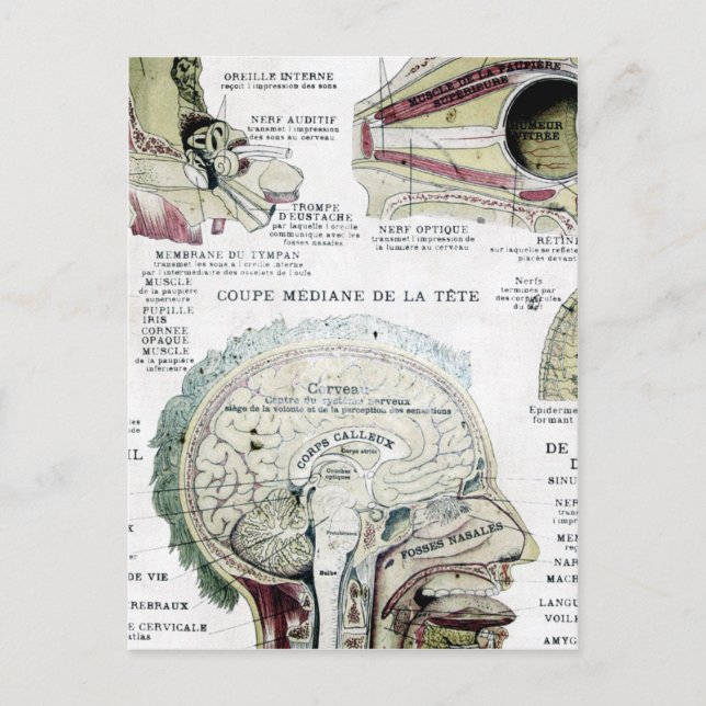 Vintage französische Anatomie-Postkarte Postkarte (Vorderseite)