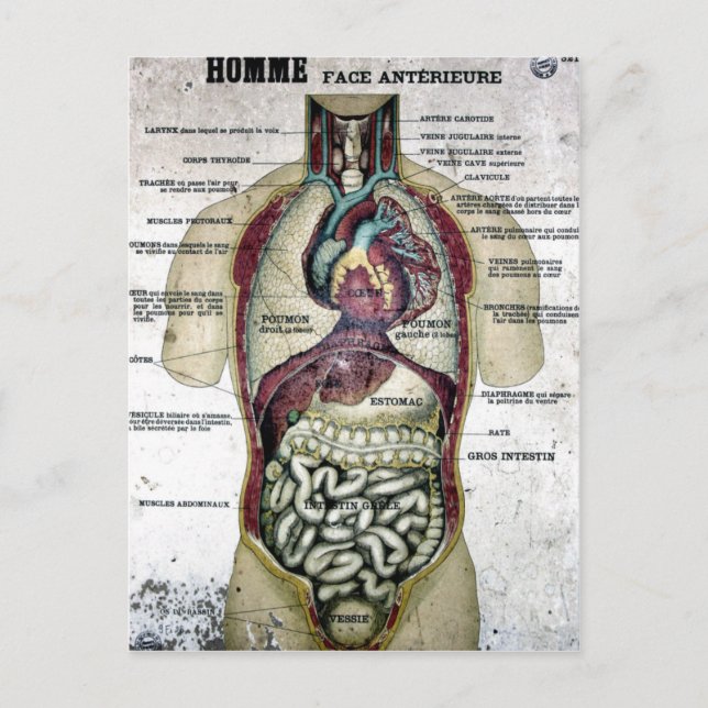 Vintage französische Anatomie-Postkarte Postkarte (Vorderseite)