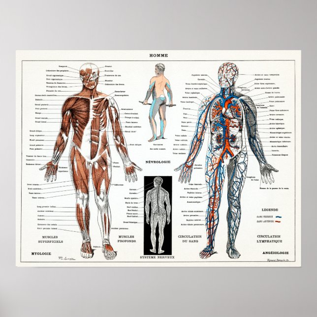 Vintage französische Menschenanatomie Poster (Vorne)