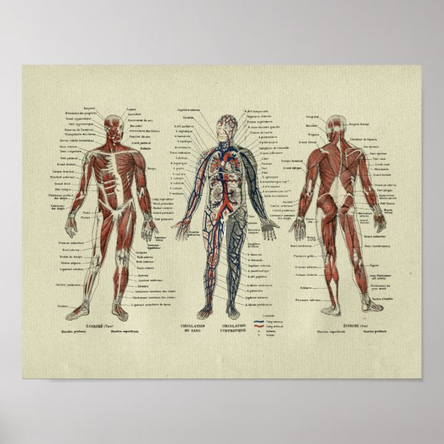 Vintage französische Muskelanatomie Poster (Vorne)
