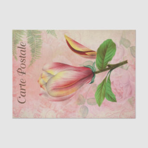 Vintage französische Postkarte Magnolia Blossom En Seidenpapier