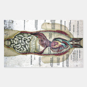 Vintage-Französischer-Anatomie-Aufkleber Rechteckiger Aufkleber