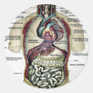Vintage-Französischer-Anatomie-Aufkleber Runder Aufkleber